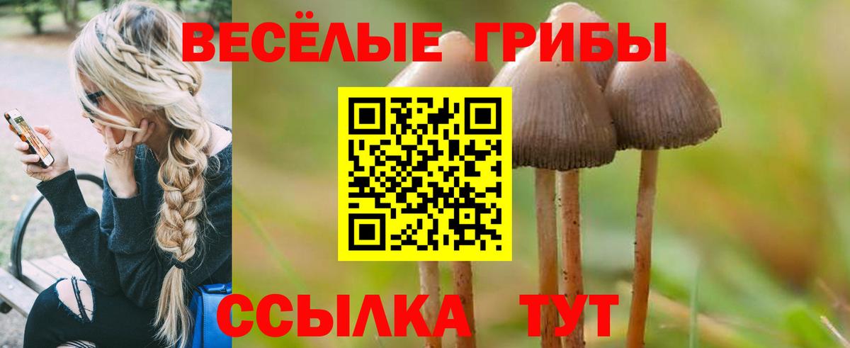 Курган  Галлюциногенные грибы Cubensis  Вход с VPN 